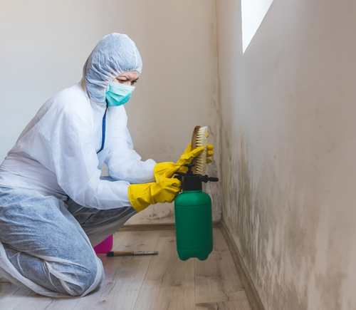 Mold Removal Services